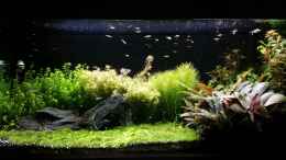 aquarium-von-ichigo-becken-32663_