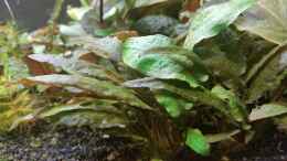 aquarium-von-ichigo-becken-32663_Cryptocoryne wendtii braun&grün