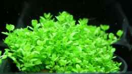 aquarium-von-discus-suedamerika-traum_Kuba Zwerg-Perlenkraut / Hemianthus callitrichoides CUBA