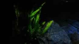 Foto mit Cryptocoryne aponogetifolia 