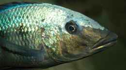 aquarium-von-heiko-groeschel-becken-327_Portrait Fossorochromis rostratus