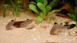 aquarium-von-dirk-leidecker-becken-3272_4 trilineatus