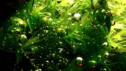 aquarium-von-scapers-love-plants-bucetank_