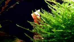 aquarium-von-scapers-love-plants-bucetank_