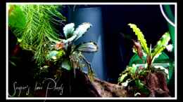 aquarium-von-scapers-love-plants-bucetank_