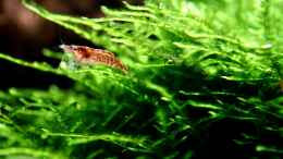 aquarium-von-scapers-love-plants-bucetank_