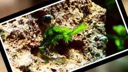 aquarium-von-scapers-love-plants-bucetank_