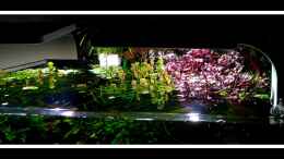 aquarium-von-scapers-love-plants-bucetank_