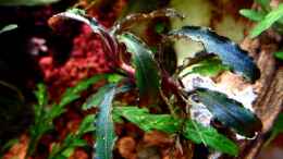 aquarium-von-scapers-love-plants-bucetank_