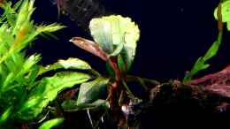 aquarium-von-scapers-love-plants-bucetank_