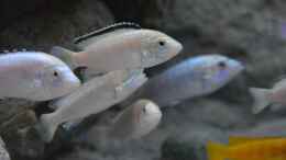 aquarium-von-malawi-zizou-zizou039-s-malawi-cave_labidochromis white