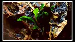 aquarium-von-scapers-love-plants-bucephalandra-pfuetze_