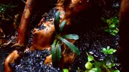 aquarium-von-scapers-love-plants-bucephalandra-pfuetze_