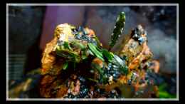 aquarium-von-scapers-love-plants-bucephalandra-pfuetze_