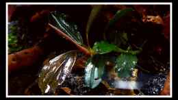 aquarium-von-scapers-love-plants-bucephalandra-pfuetze_