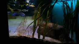 aquarium-von-limited-deep-blue-malawi_