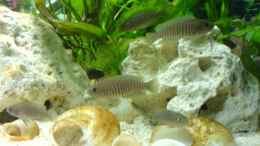 aquarium-von-bastian-burger-becken-3275_Gewusel......