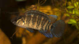 aquarium-von-stanislav-kislyuk-flussufer-im-suedostasien_Badis cf. badis