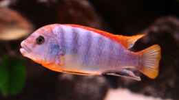 Foto mit Labidochromis red top Hongi