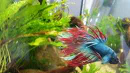 Foto mit Betta splendens crown tail