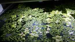 aquarium-von-yoshimaus-riverdream_Limnobium laevigatum und Salvinia auriculata 