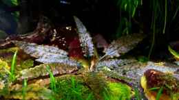 aquarium-von-yoshimaus-riverdream_Cryptocoryne wendtii brown