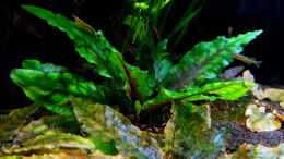 aquarium-von-yoshimaus-riverdream_Cryptocoryne wendtii green