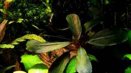 aquarium-von-yoshimaus-pflanzenwelt-nur-noch-beispiel_Bucephalandra Brownie Black