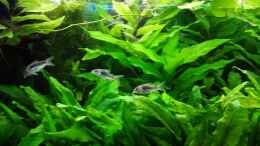 aquarium-von-johnnywishbone-becken-32862_Metallpanzerwelse-älteres Bild