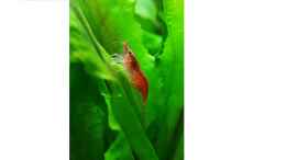 aquarium-von-johnnywishbone-becken-32862_Red Fire Garnele