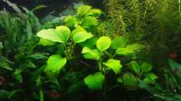 aquarium-von-johnnywishbone-becken-32862_Anubias