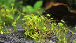 aquarium-von-pfennigkraut-becken-32869_Marsilea Crenata und die Algen...