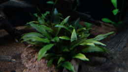 aquarium-von-atacama-wild-rio-guapore_Cryptocoryne wendtii brown, brauner Wasserkelch