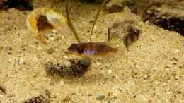 aquarium-von-bitman-sand-and-shells_L. Ocellatus gold Isanga