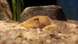 aquarium-von-bitman-sand-and-shells_