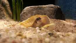 aquarium-von-bitman-sand-and-shells_