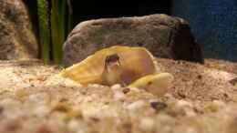 aquarium-von-bitman-sand-and-shells_