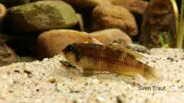 aquarium-von-bitman-sand-and-shells_L. Ocellatus gold Isanga