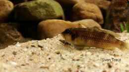 aquarium-von-bitman-sand-and-shells_L. Ocellatus gold Isanga