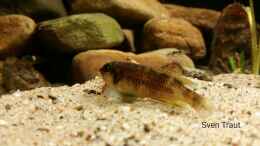 aquarium-von-bitman-sand-and-shells_L. Ocellatus gold Isanga