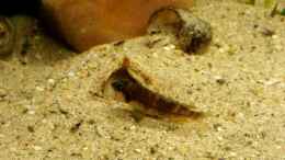 aquarium-von-bitman-sand-and-shells_L. Ocellatus gold Isanga