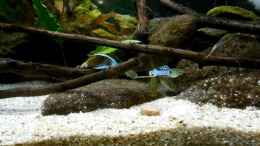 aquarium-von-ozi5467-japanblue-bachlauf_Update 24.4.17