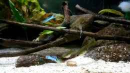 aquarium-von-ozi5467-japanblue-bachlauf_Update 24.4.17