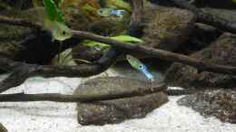 aquarium-von-ozi5467-japanblue-bachlauf_