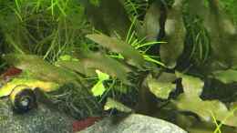 aquarium-von-davidk31-forgotten-river_Cryptocoryne Kompakt