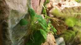 aquarium-von-dukes-aquaristikexperimente-live-and-let-die_Anubias nana