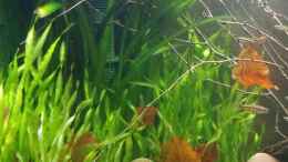 aquarium-von-miss-kasimir-nur-anschauungszwecken--aufgeloest-23-2-17_Vallisneria nana, Vallisneria gigantea, Vallisneria asiatica