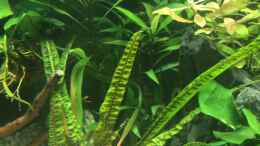 aquarium-von-rocknar-becken-33060_