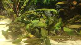 aquarium-von-rocknar-becken-33060_