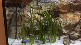 Foto mit Vallisneria gigantea